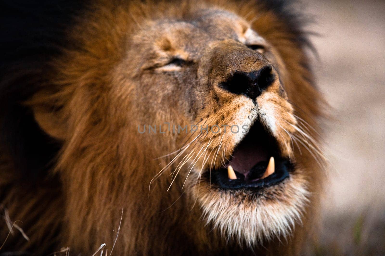 Lion barking near Kruger National Park, South Africa