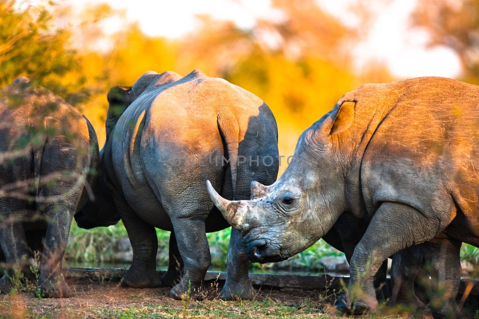 Rhinos at a watering hole, Kruger National Park