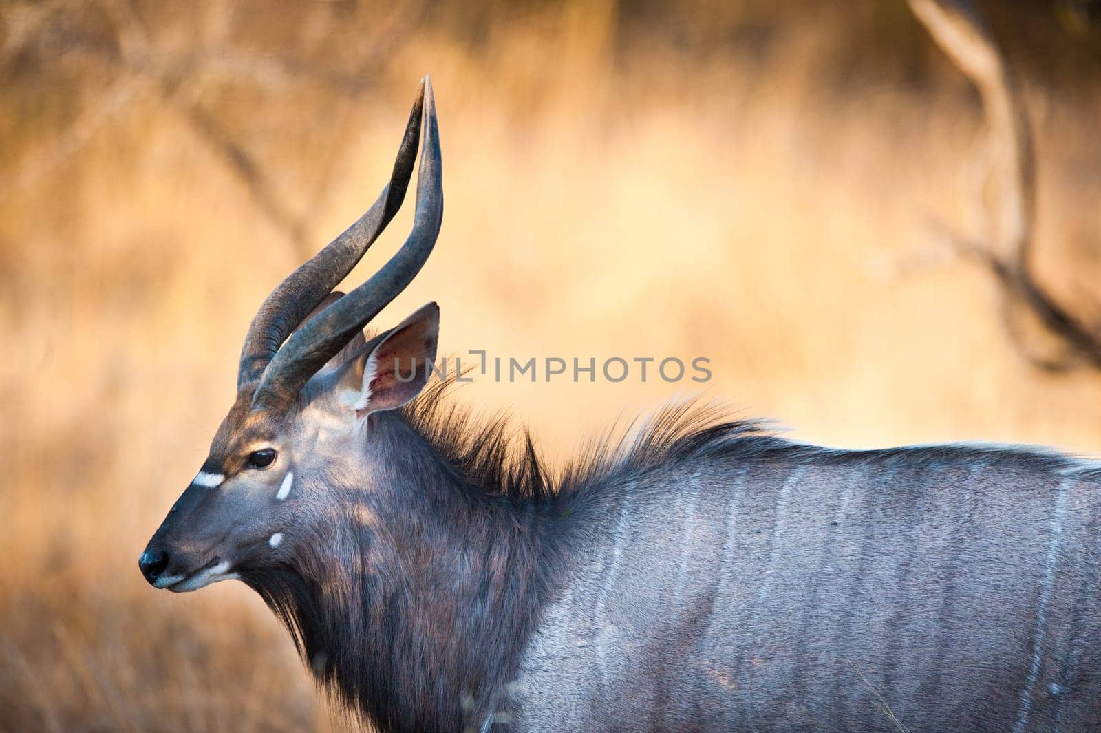 Nyala (Tragelaphus angasii) near Kruger National Park