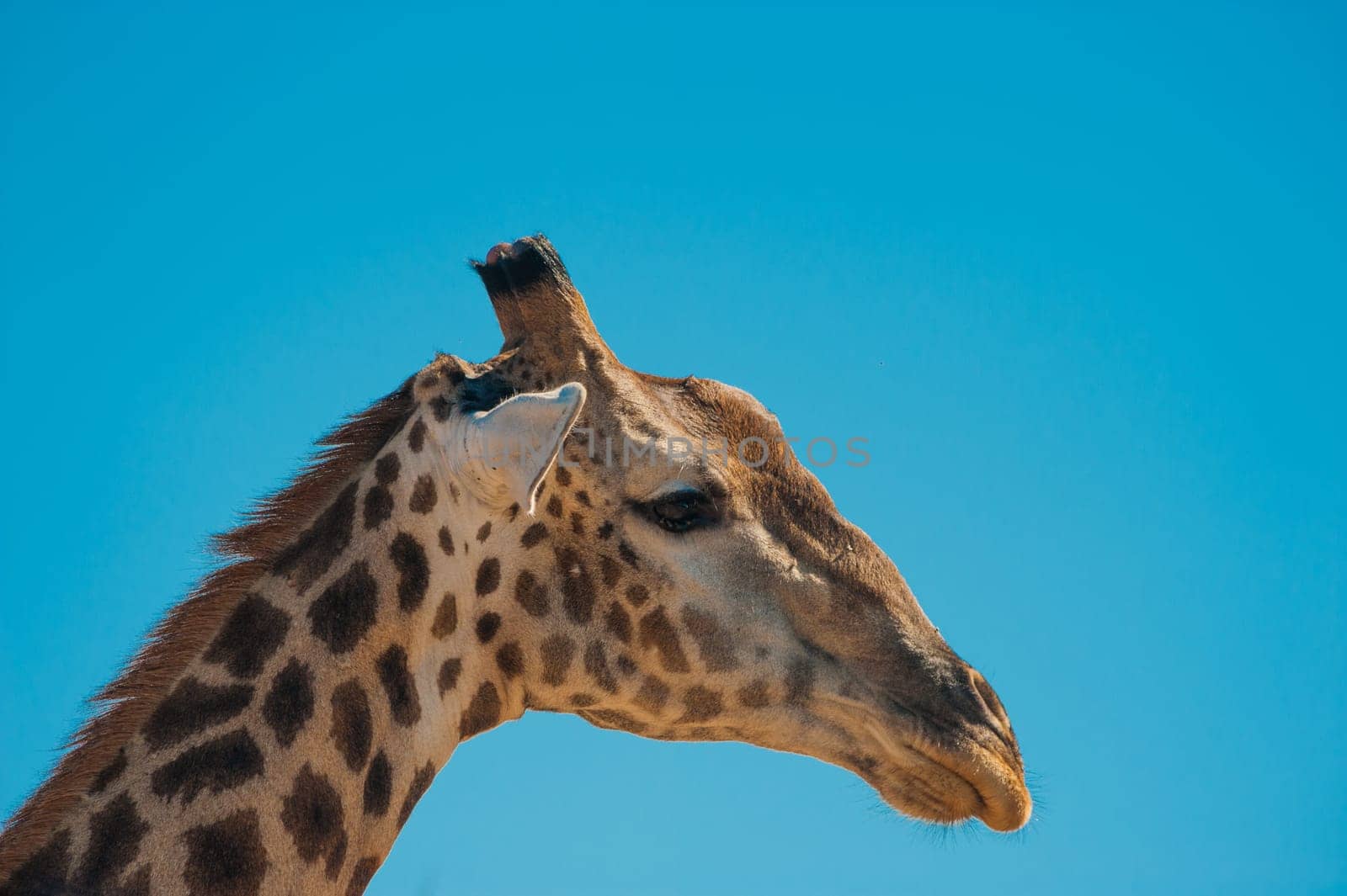 Giraffe (Giraffa camelopardalis) and blue sky, Chobe National Park