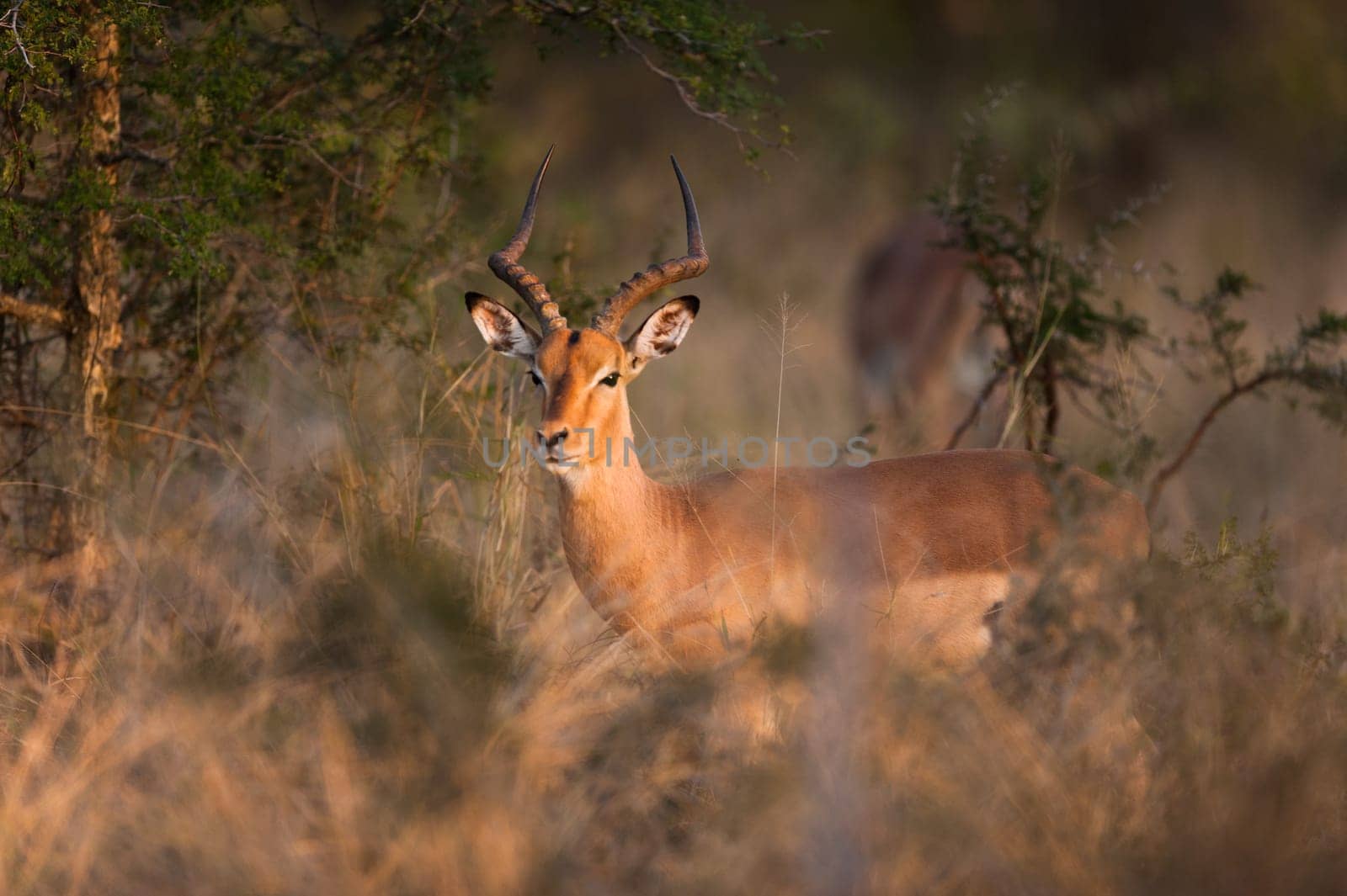 Impala (Aepyceros melampus) near Kruger National Park