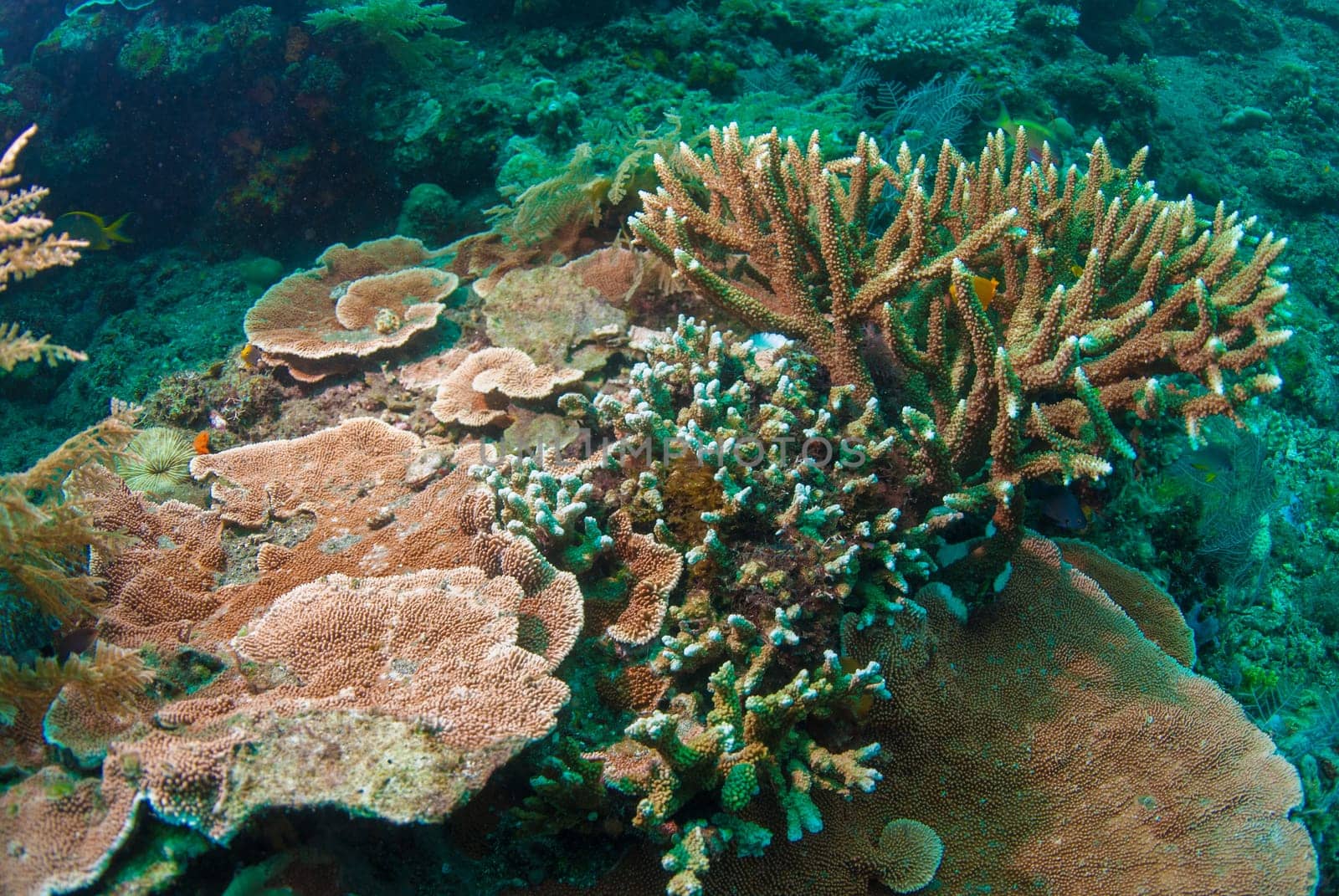 Acropora elseyi and other corals, Bali, indonesia