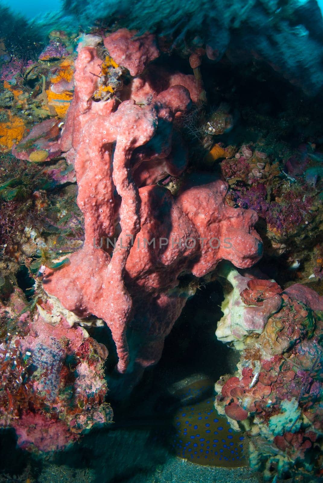 Underwater coral, fish, and plants Bali, Indonesia
