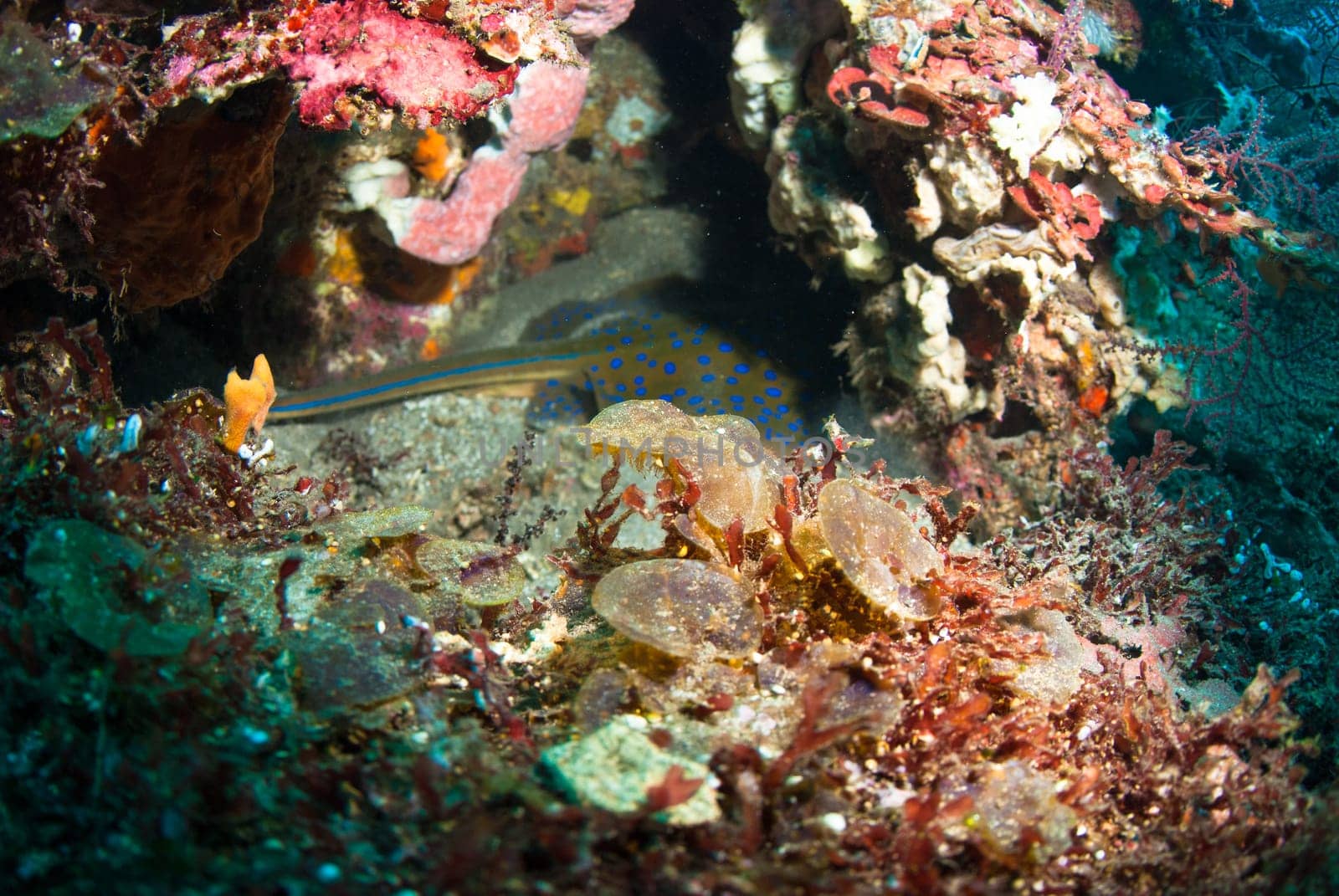 Blue spotted stingray (Taeniura lymma), Bali, Indonesia