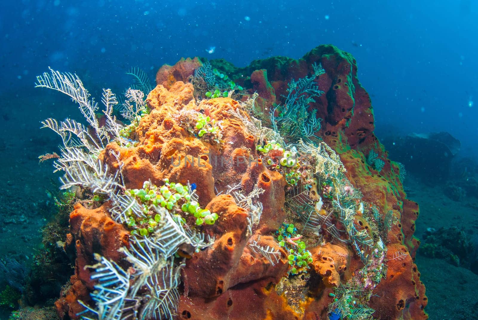 Underwater coral, fish, and plants Bali, Indonesia
