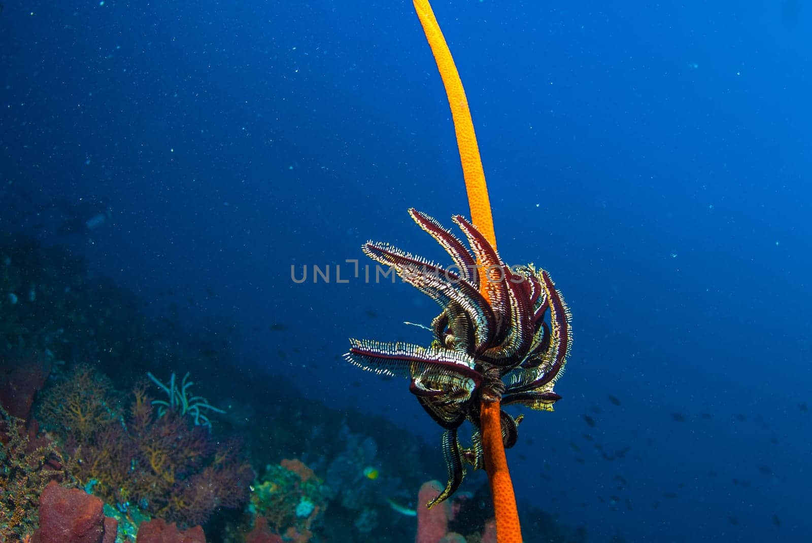 Underwater coral, fish, and plants Bali, Indonesia