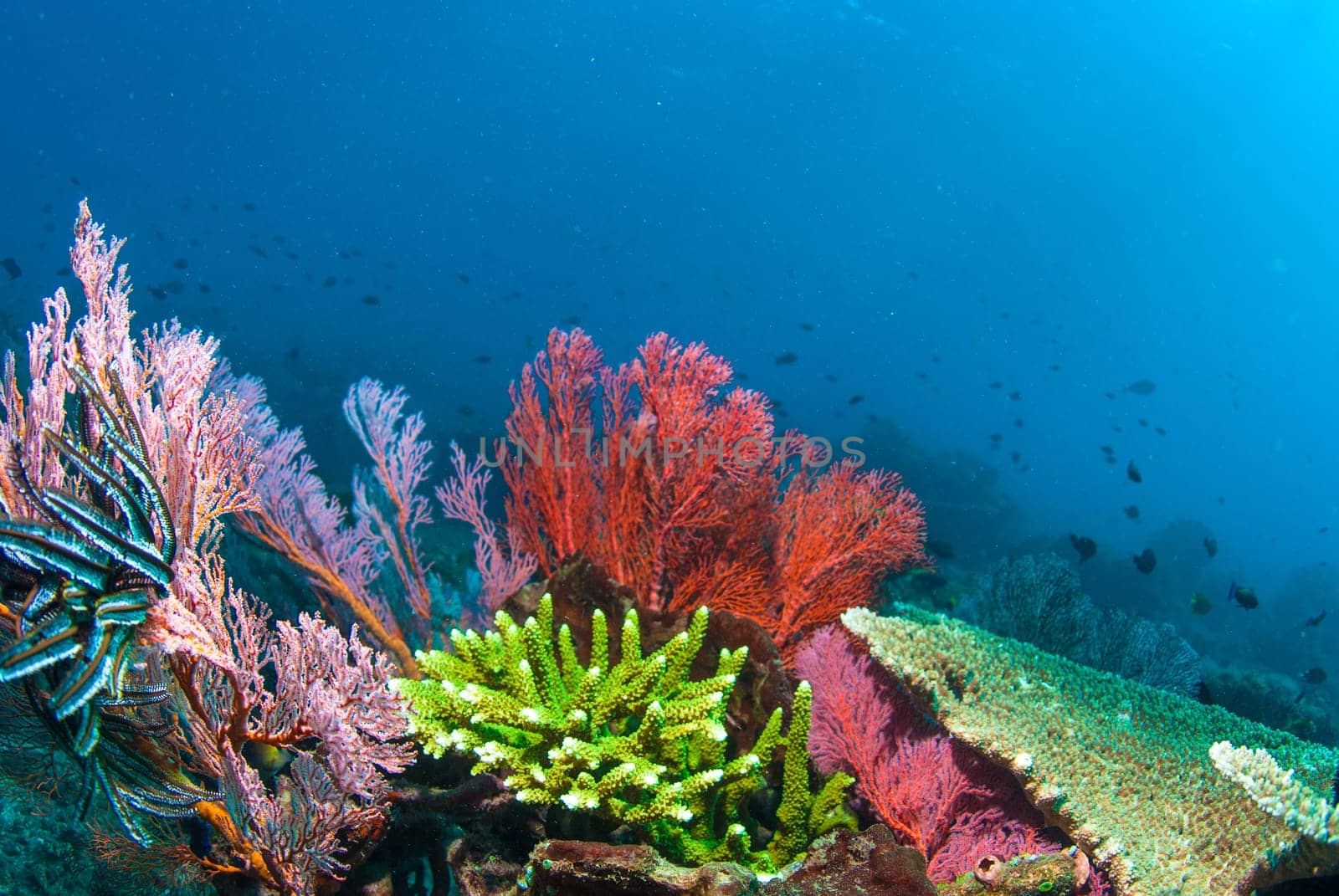 Underwater coral, fish, and plants Bali, Indonesia