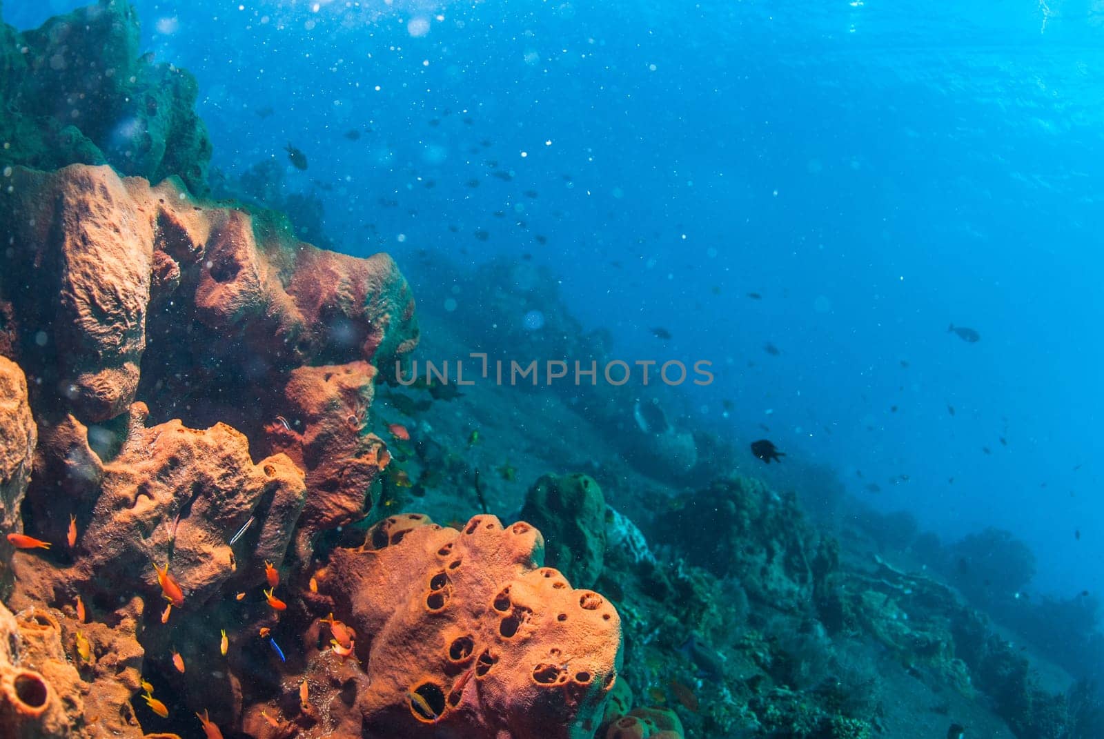 Underwater coral, fish, and plants Bali, Indonesia