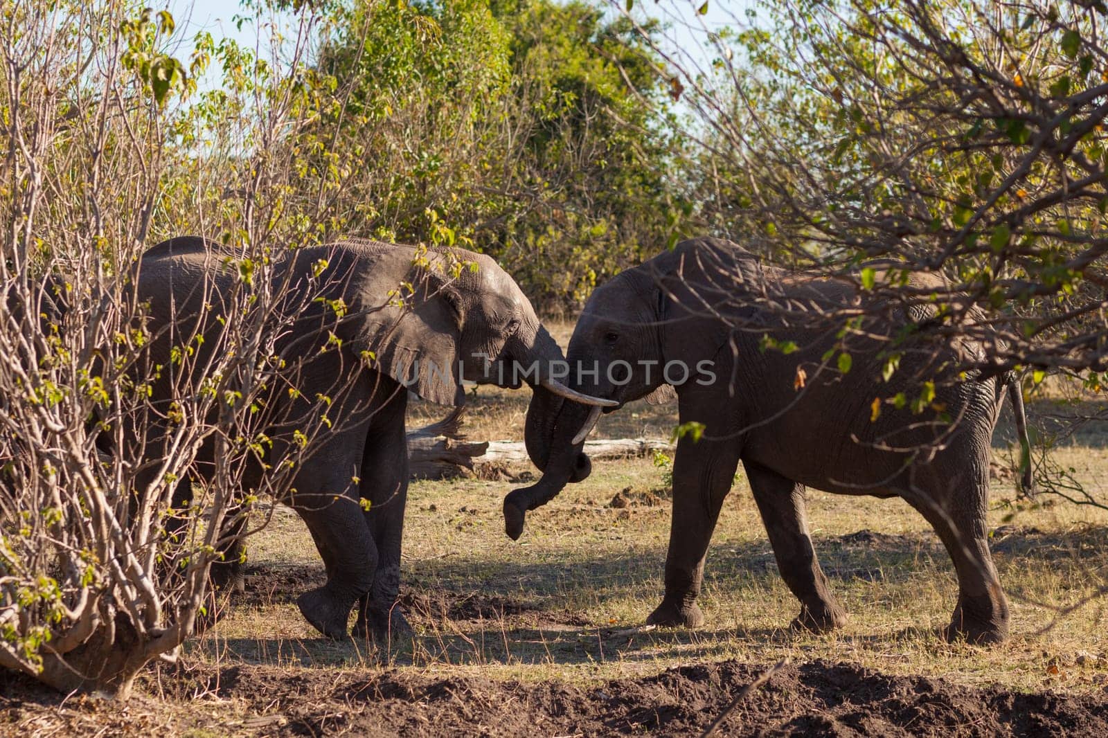 African bush elephants (Loxondona africana) fighting, Chobe National Park