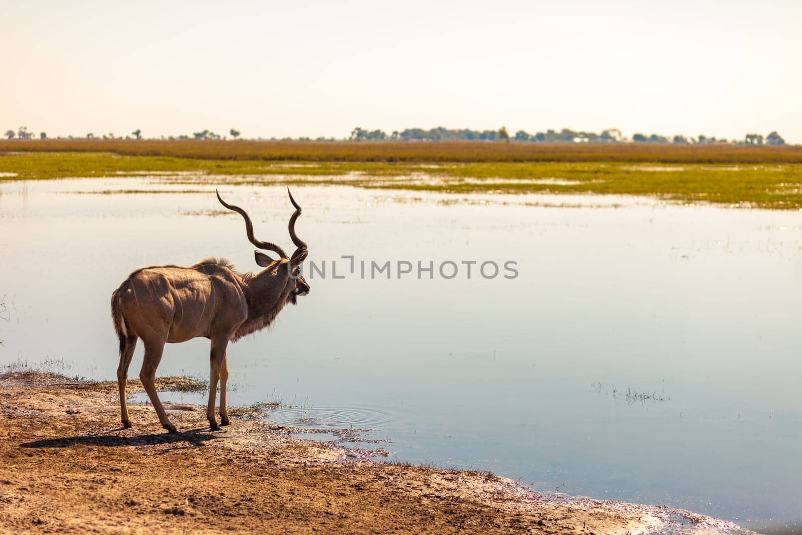 Kudu (Tragelaphus strepsiceros) at river in Chobe National Park