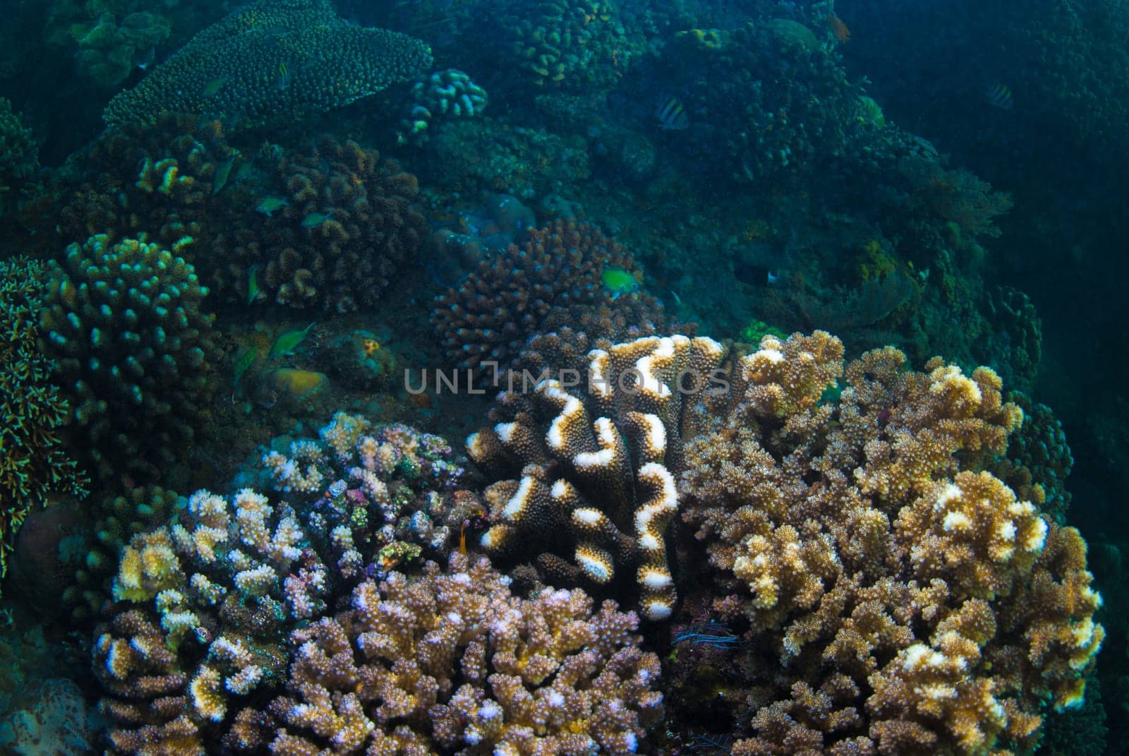 Underwater coral, fish, and plants Bali, Indonesia
