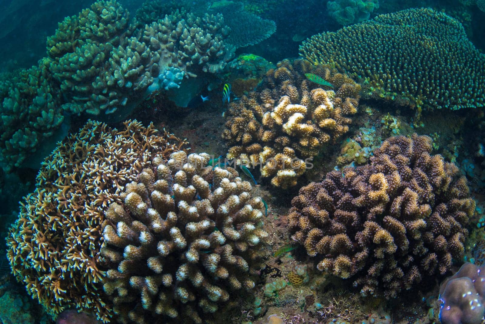 Underwater coral, fish, and plants Bali, Indonesia