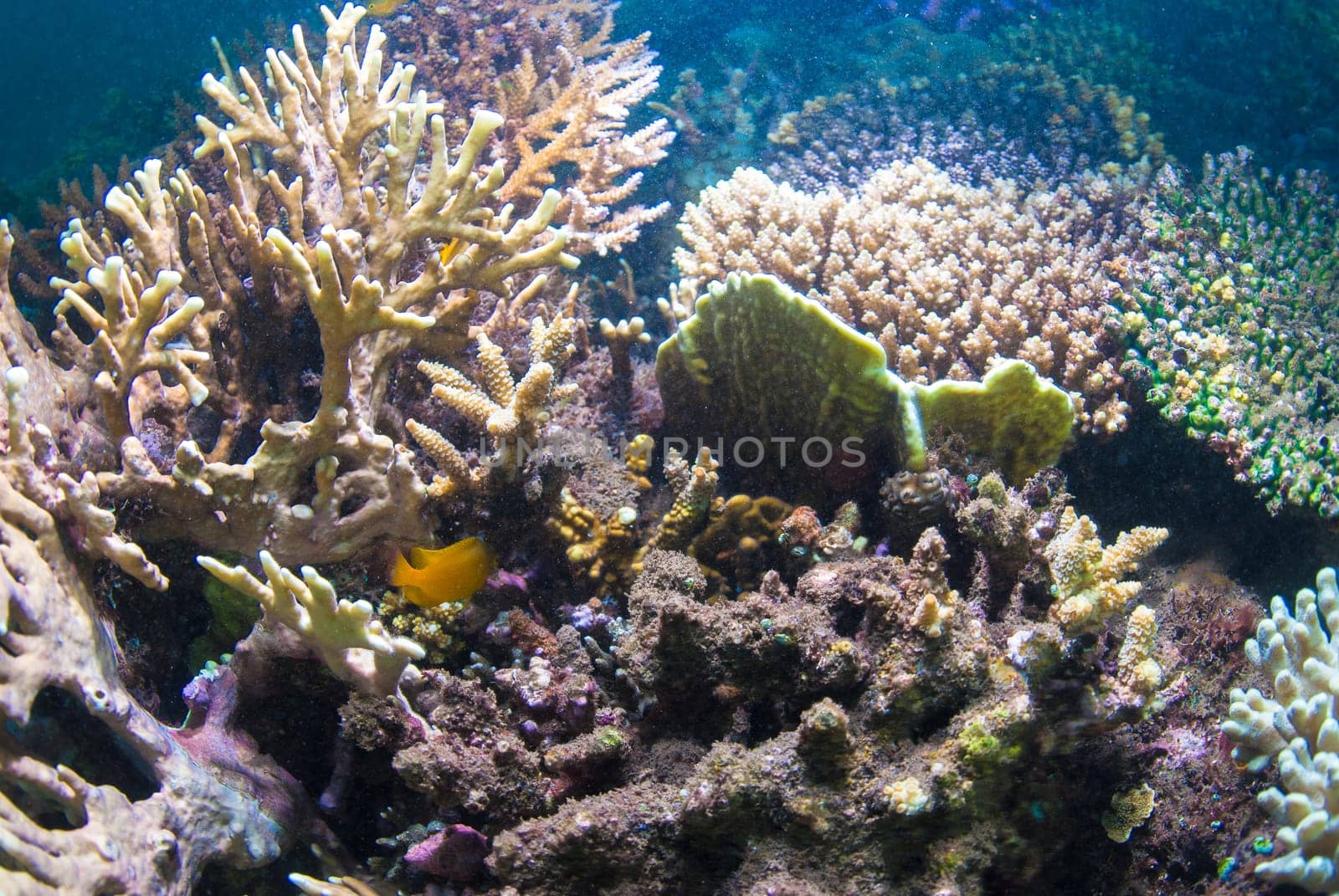 Underwater coral, fish, and plants Bali, Indonesia