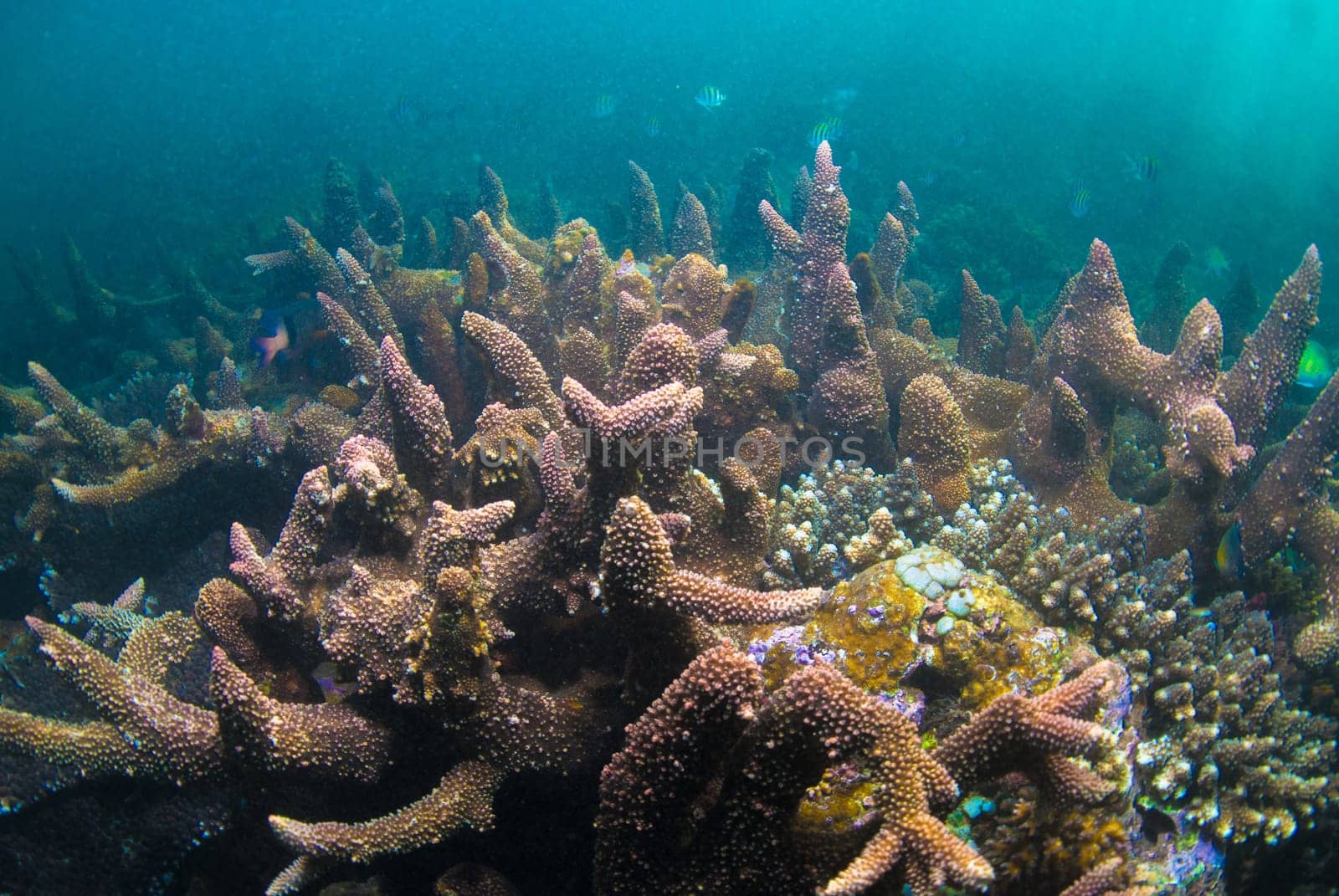 Underwater coral, fish, and plants Bali, Indonesia