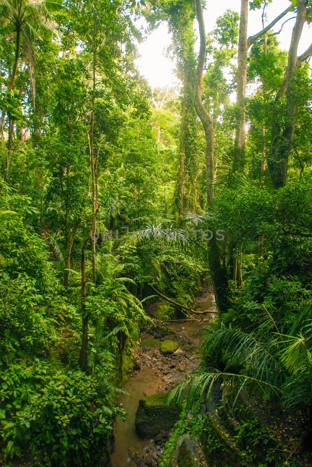 Jungle path in Bali, Indonesia on a sunny day