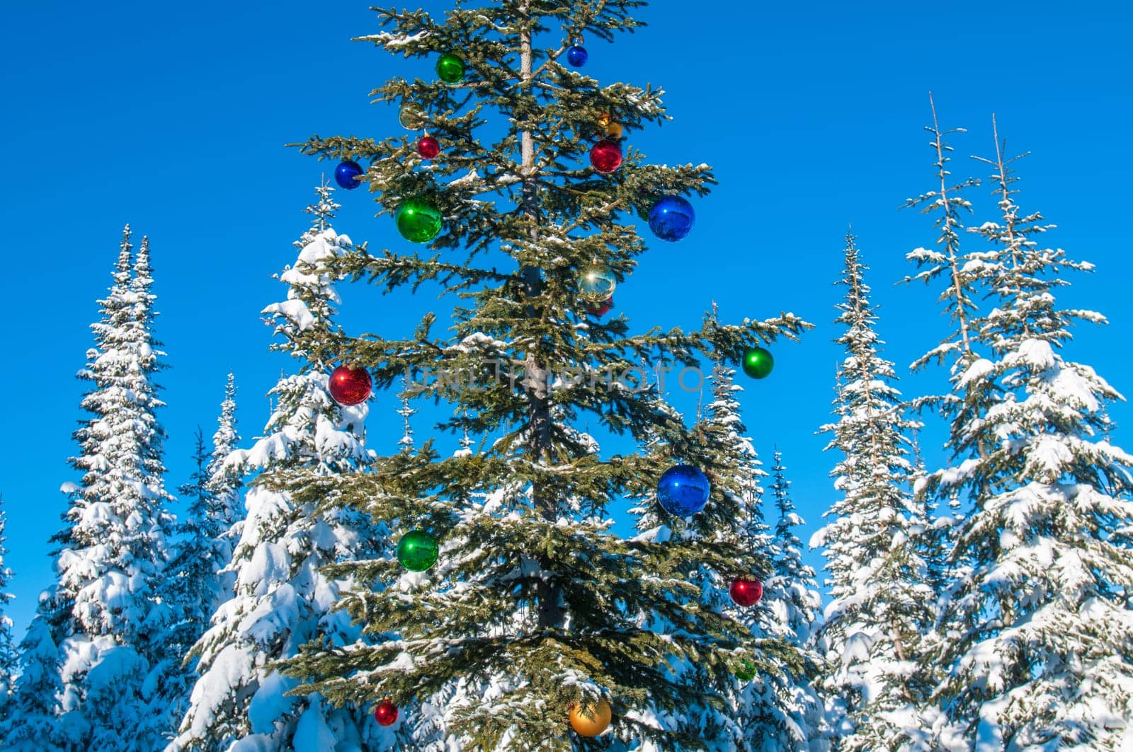 Tree in a winter forest decorated for Christmas
