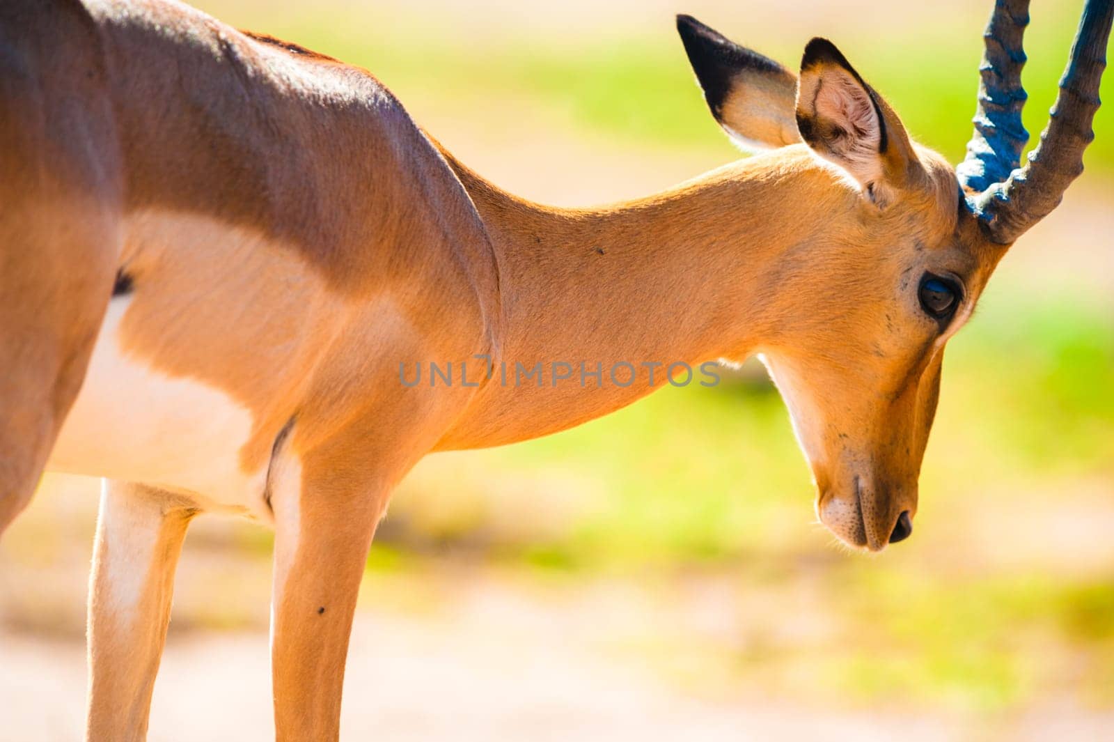 Impala (Aepyceros melampus) in Chobe National Park, Botswana