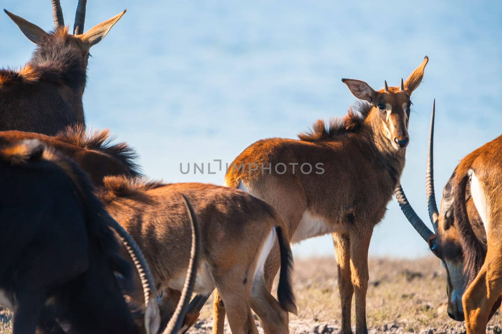 Oryx / Gemsbok (Oryx gazelle) by water, Chobe National Park