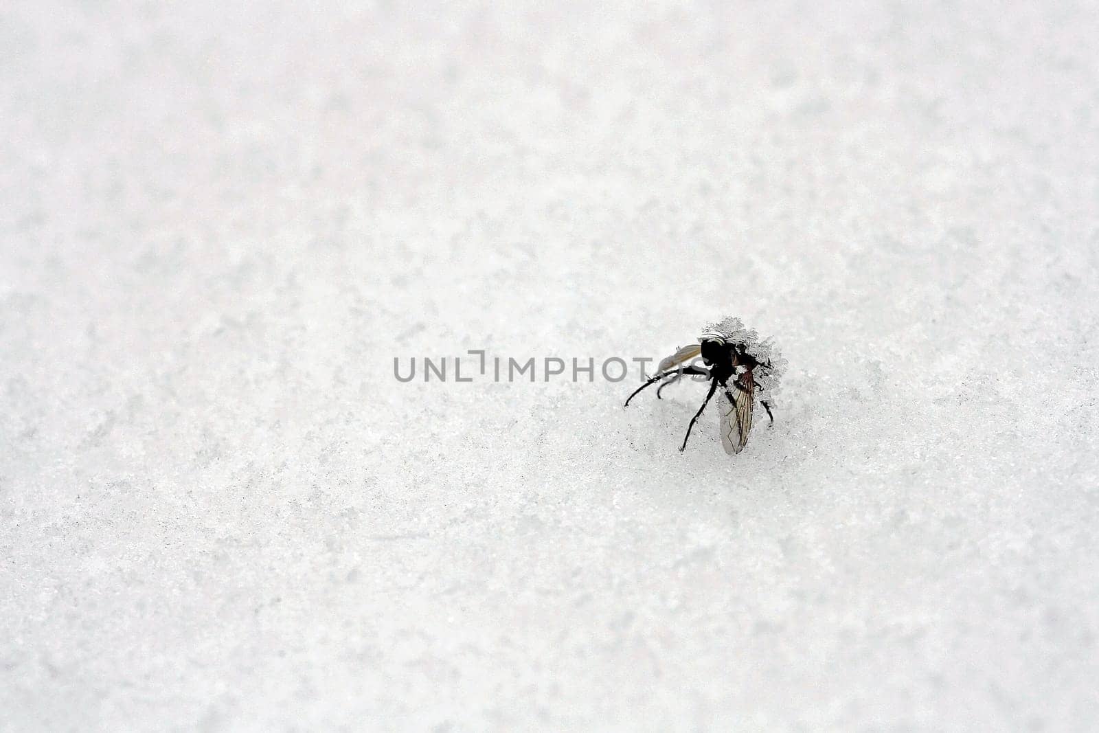 A frostbitten fly in the snow