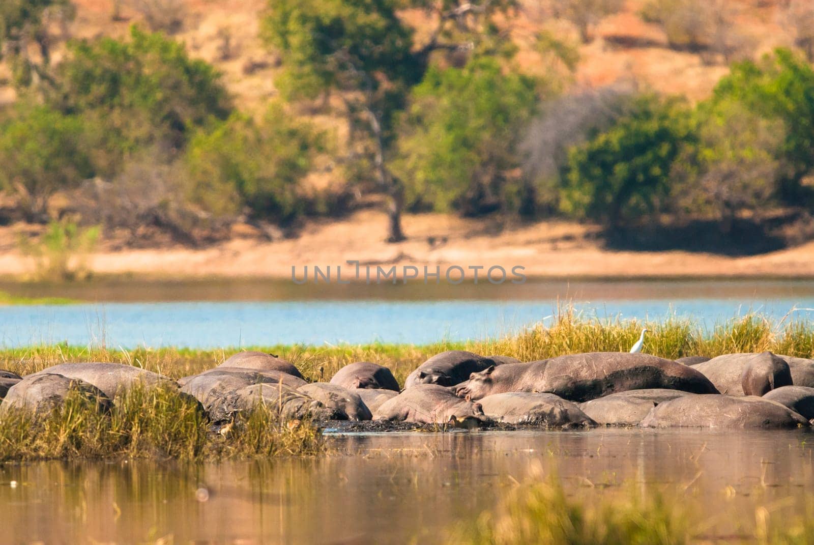 Group of hippopotamus in the mud, Chobe National Park