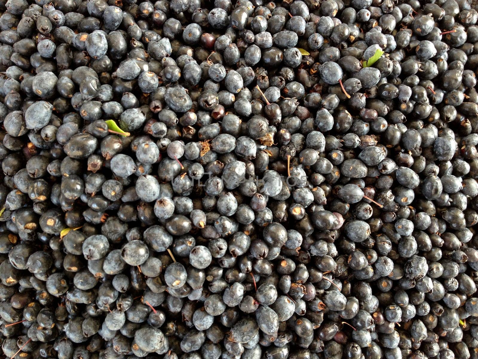 fruit of myrtle exposed to the market