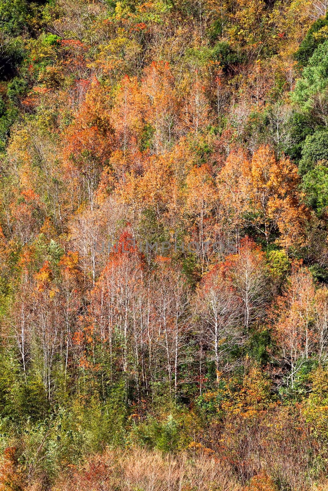 Autumn waterfall for adv or others purpose use