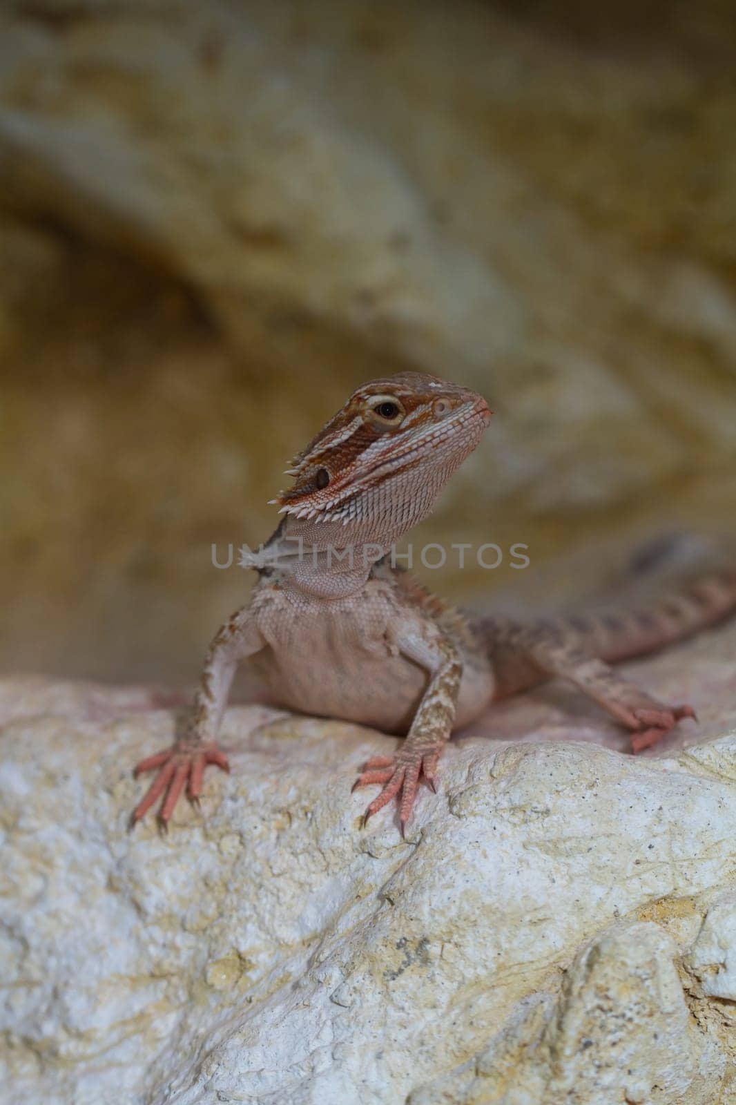 Bearded dragons Red Leatherback (Pogona vitticeps)