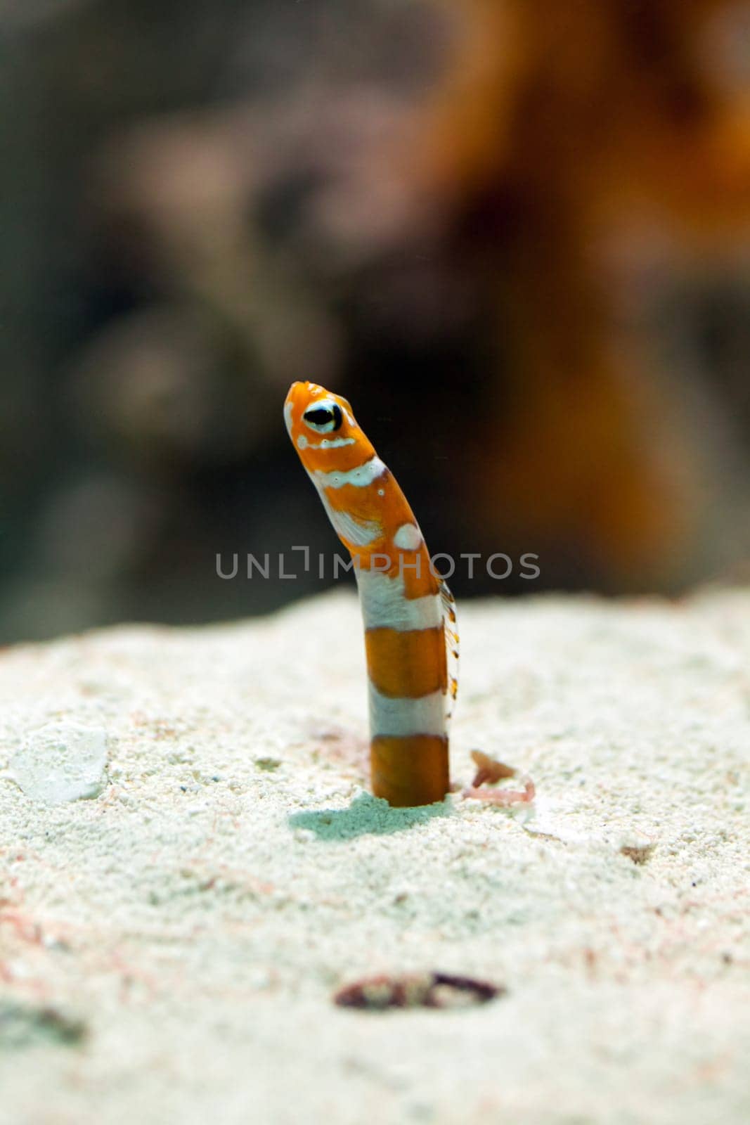 Magnificent garden eel,close-up of animal on sandy substrate