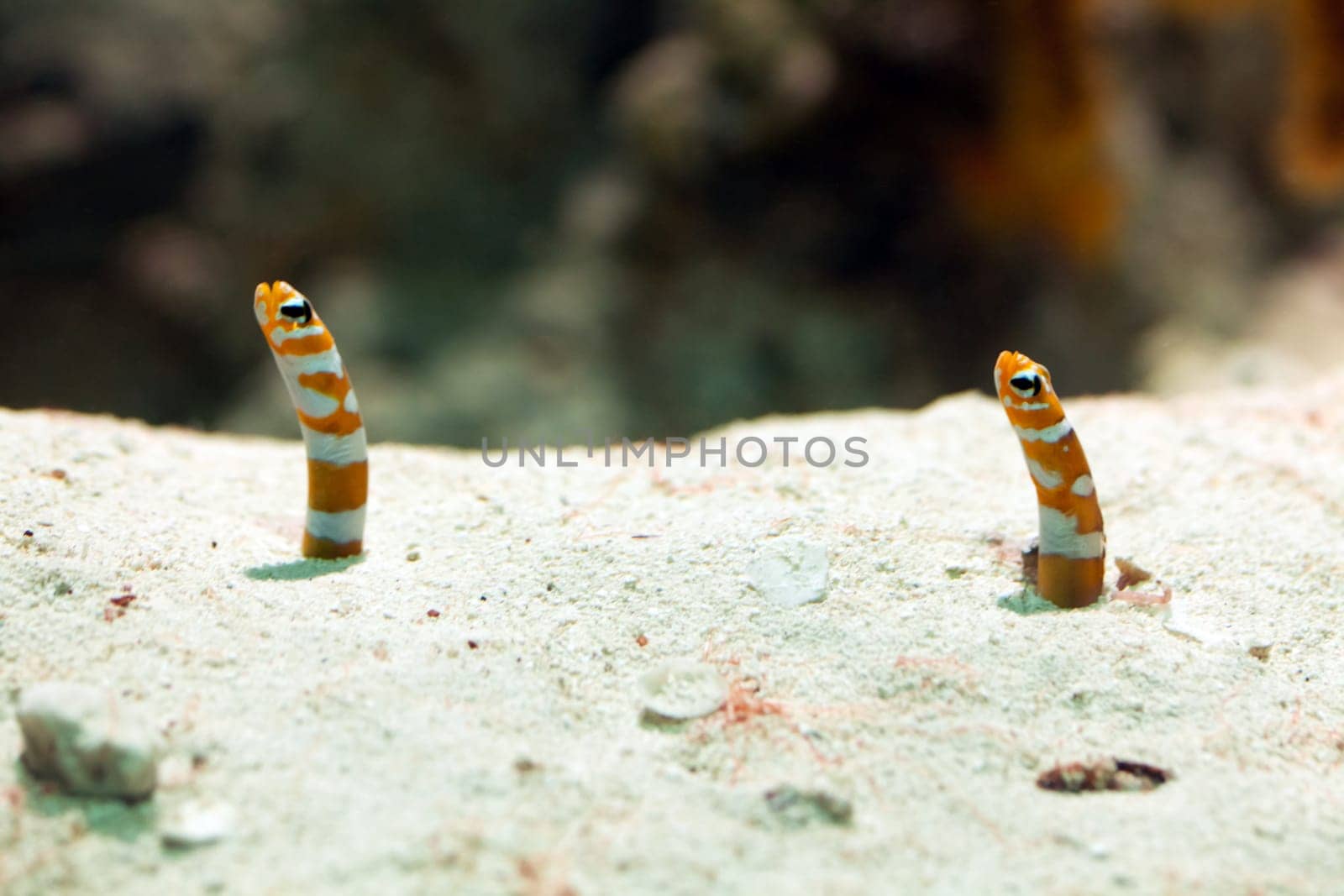 Magnificent garden eel,close-up of animal on sandy substrate