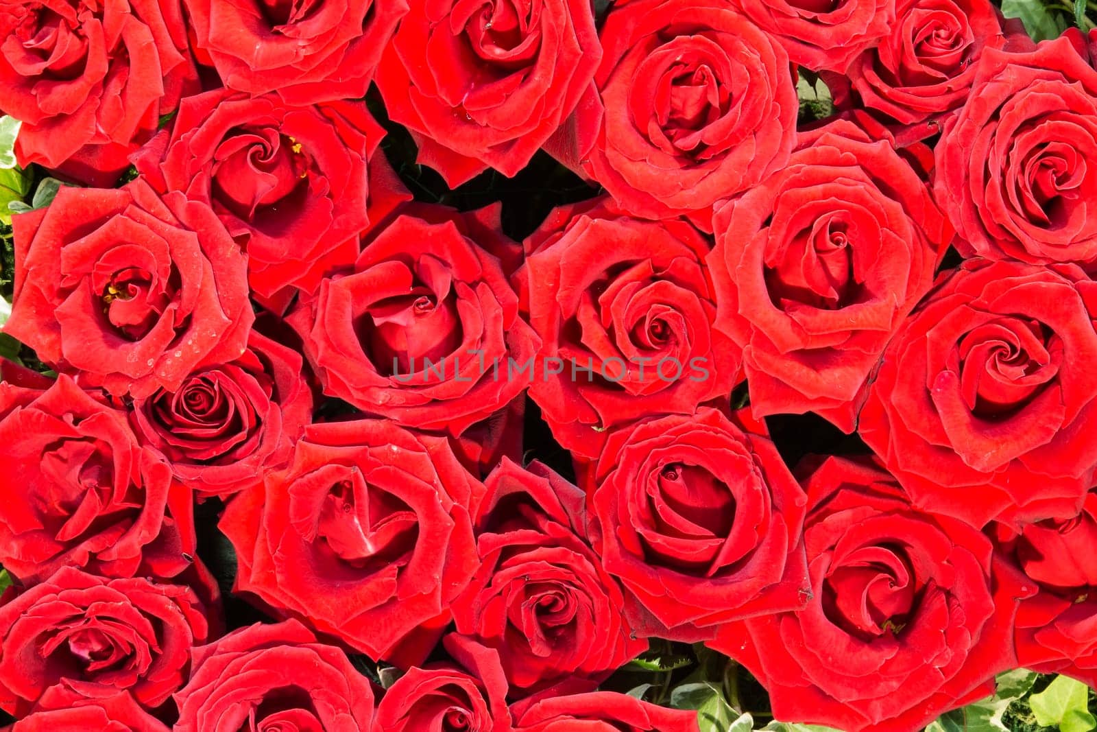Fine rose for adv or others purpose use