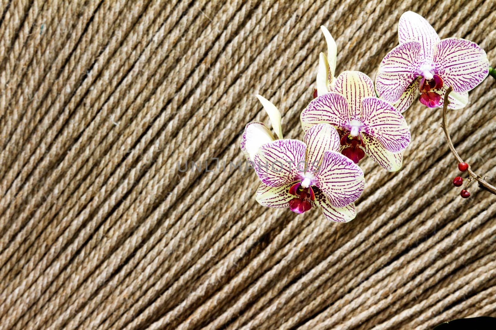 purple orchid for adv or others purpose use