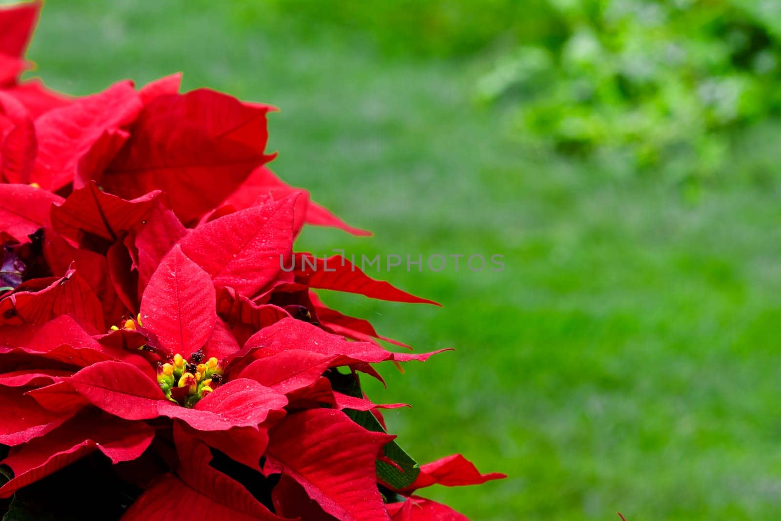 Christmas Star (plant) for adv or others purpose use