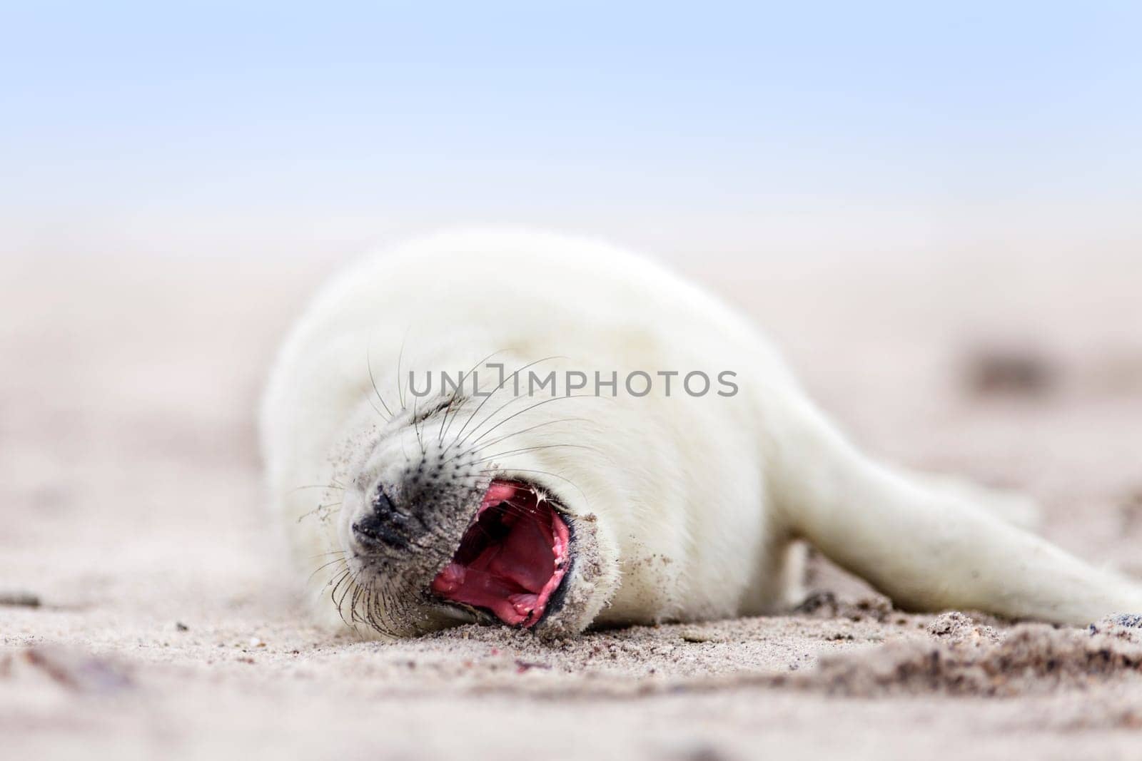 small newborn seal pups