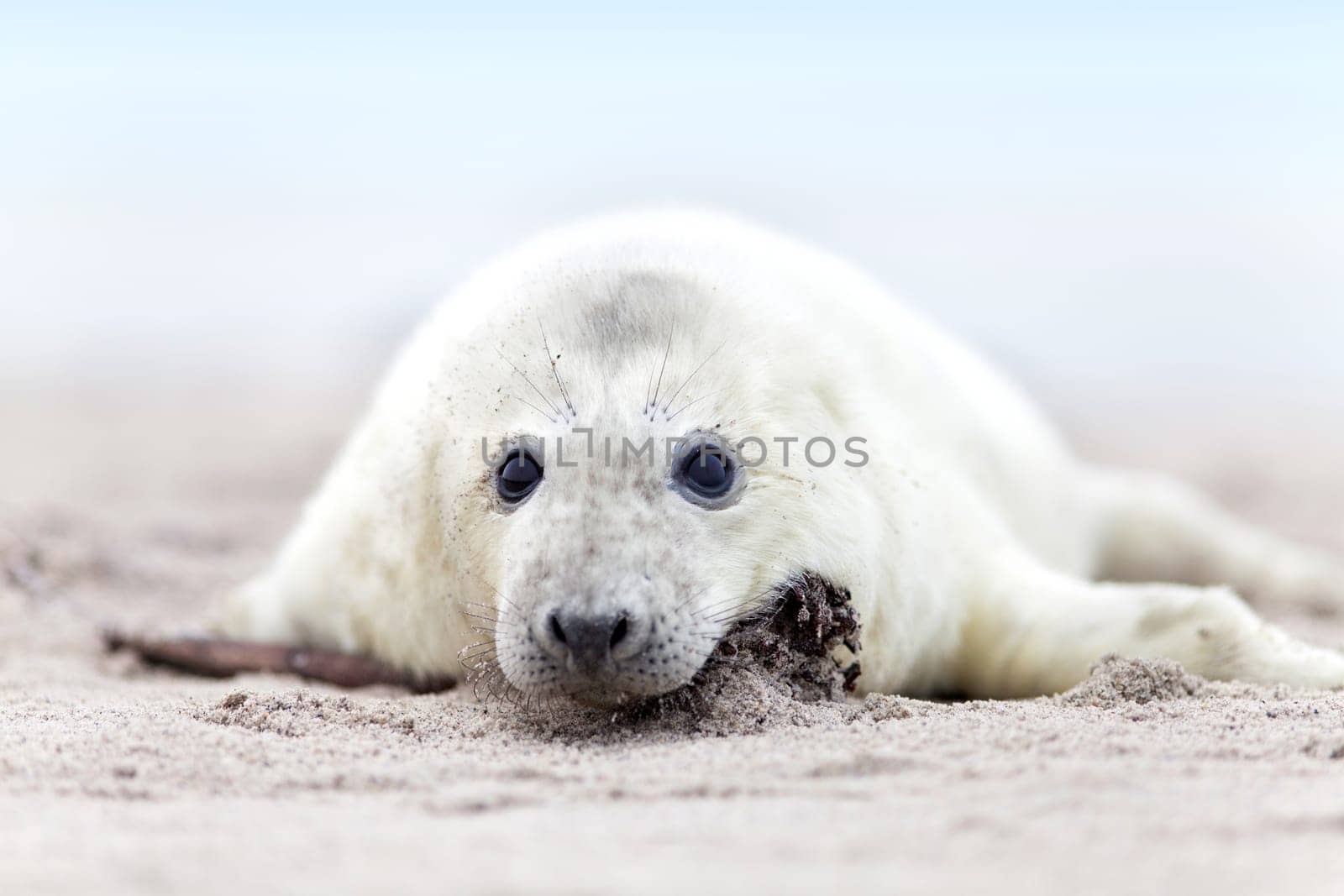 Seal pup with white fur