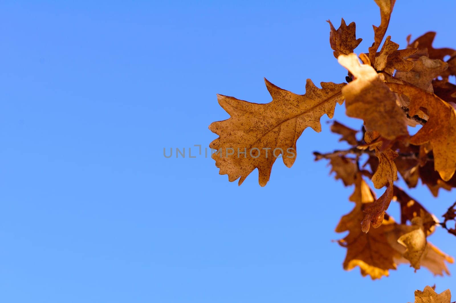 Autumn oak leaves against clear blue sky. Natural background.