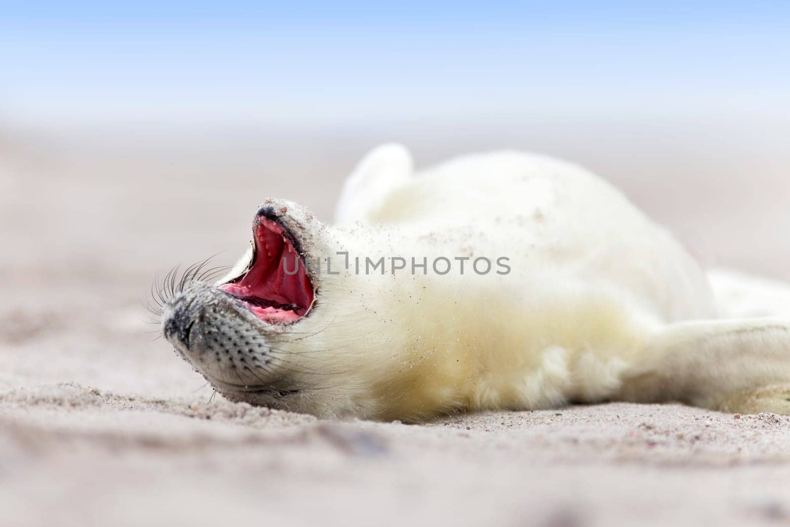 little seal baby on the beach
