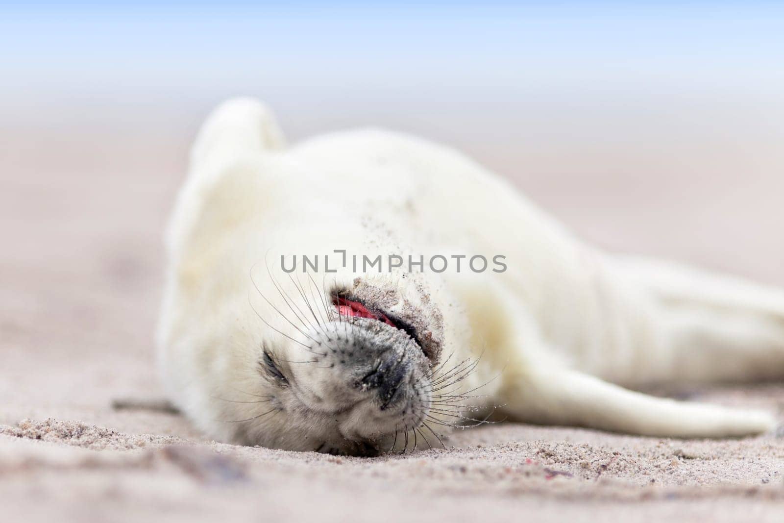 small newborn seal pups