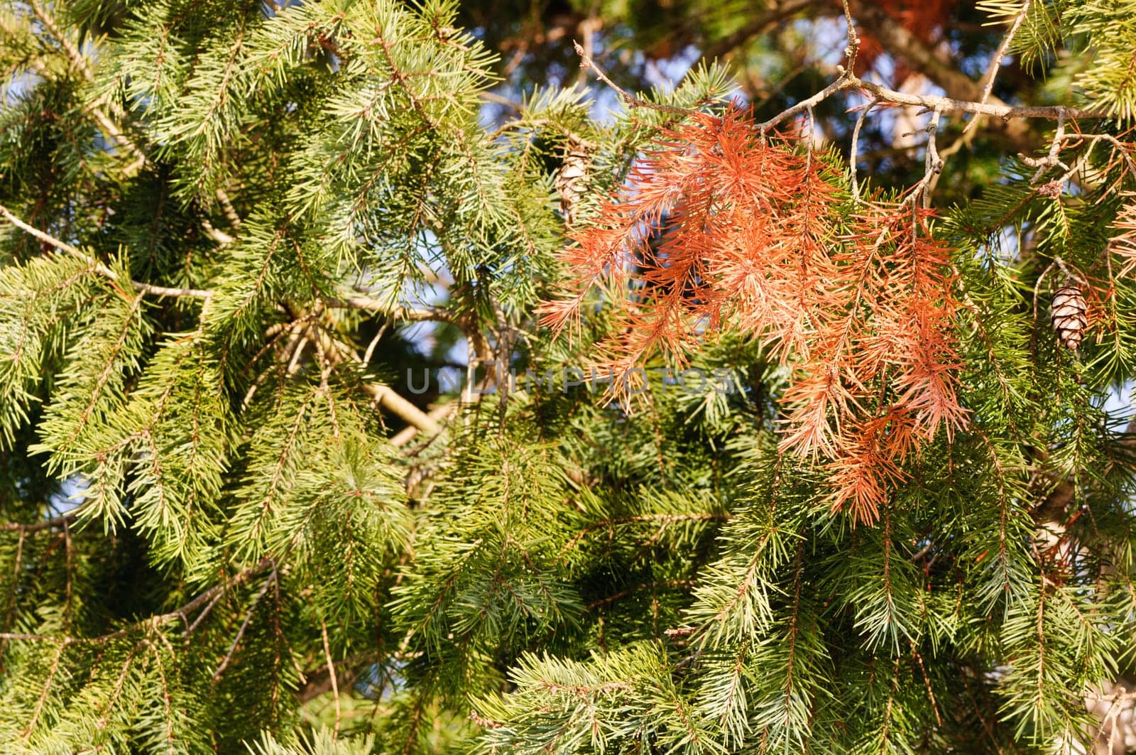 Christmas tree branches-green and brown needles