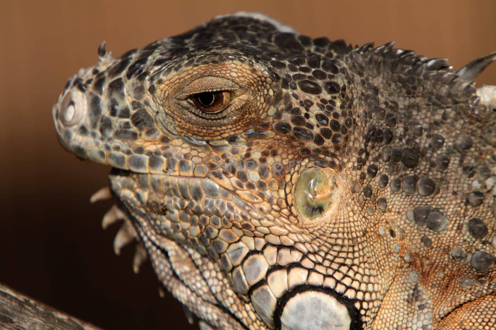 Green iguana (brown specimen)