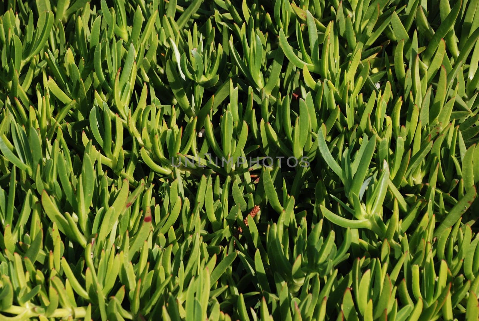 Edible ice plant Aizoaceae Carpobrotus edulis