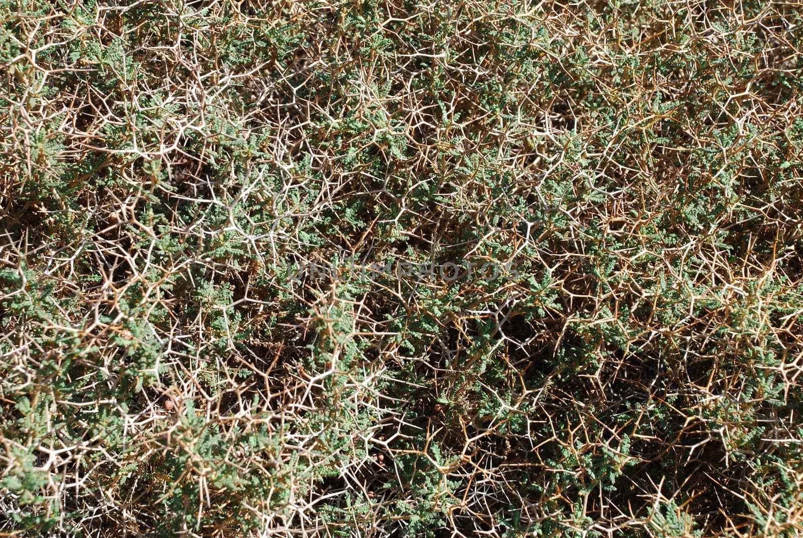 Dornige Bibernelle Spiny Burnet Sarcopoterium Poterium Spinosum
