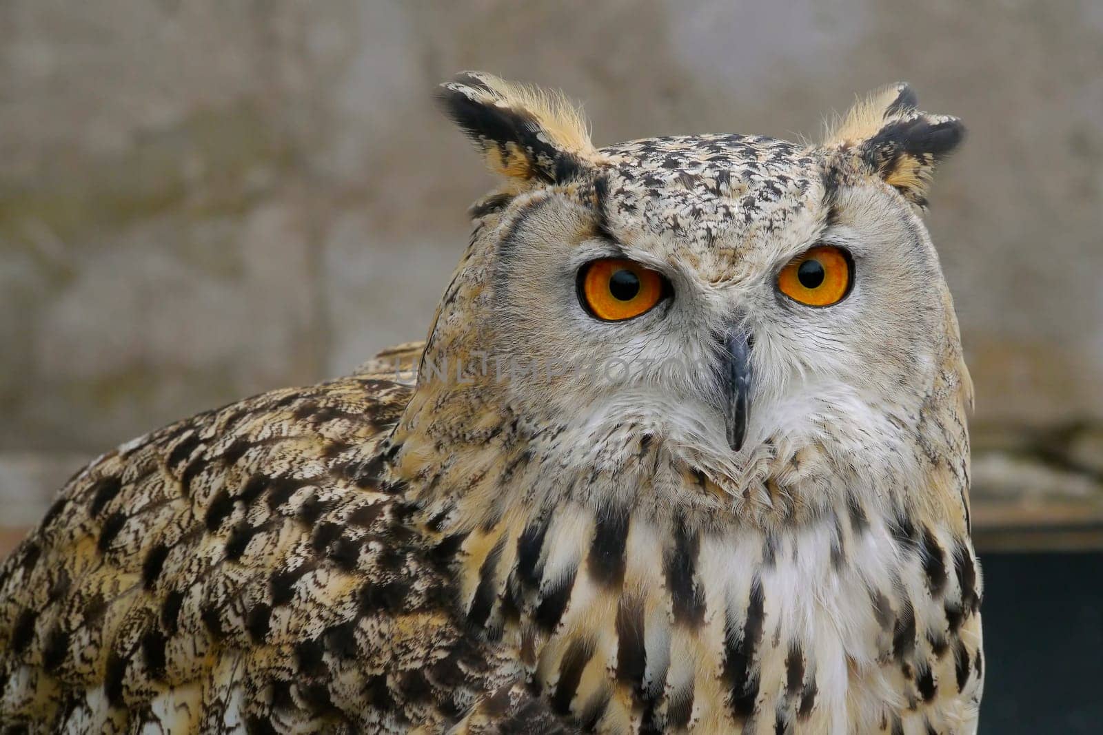 The mystery seen in the eyes of an owl