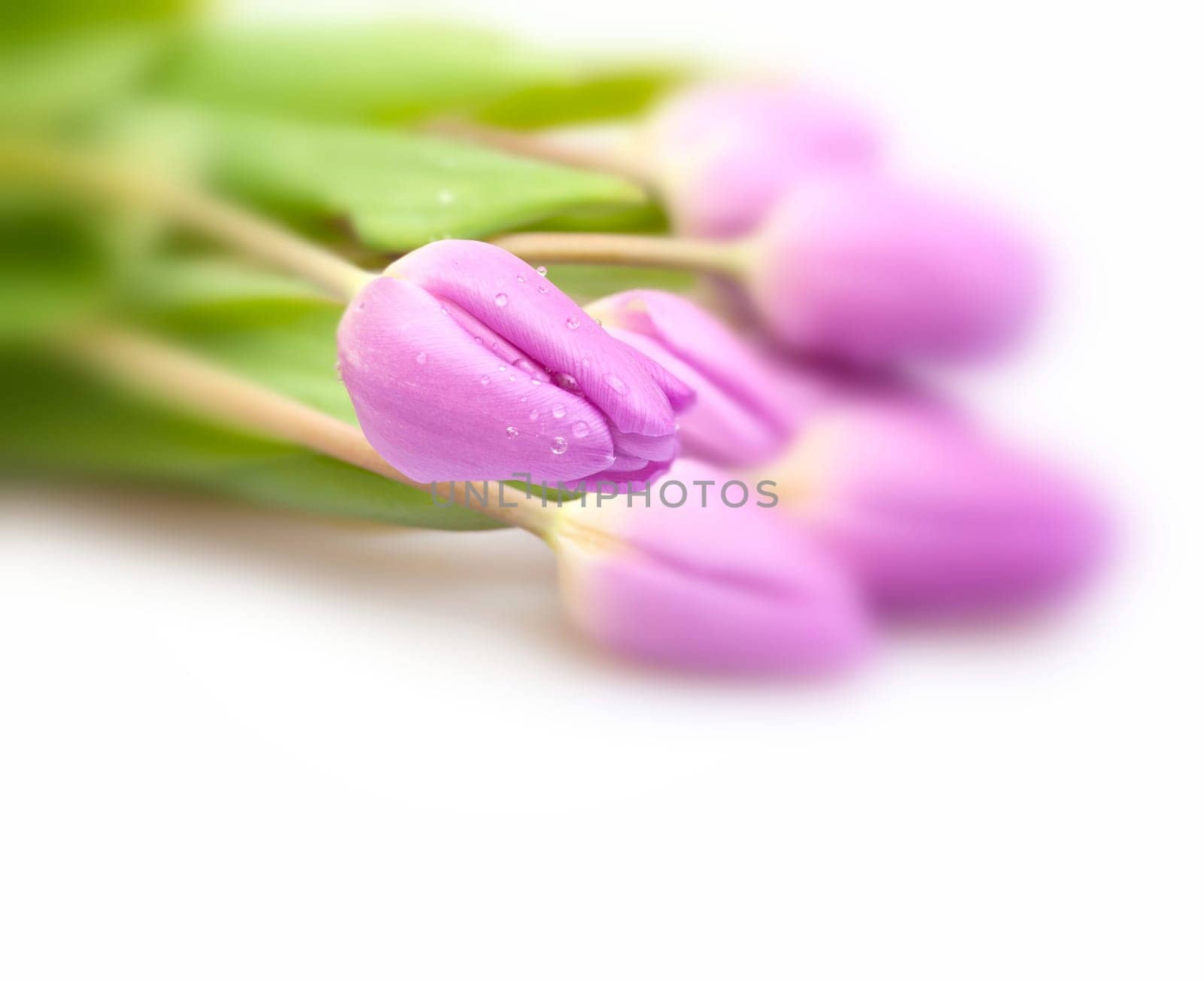 Closeup of Fresh Violet Tulips on White Background - Shallow Depth of Field