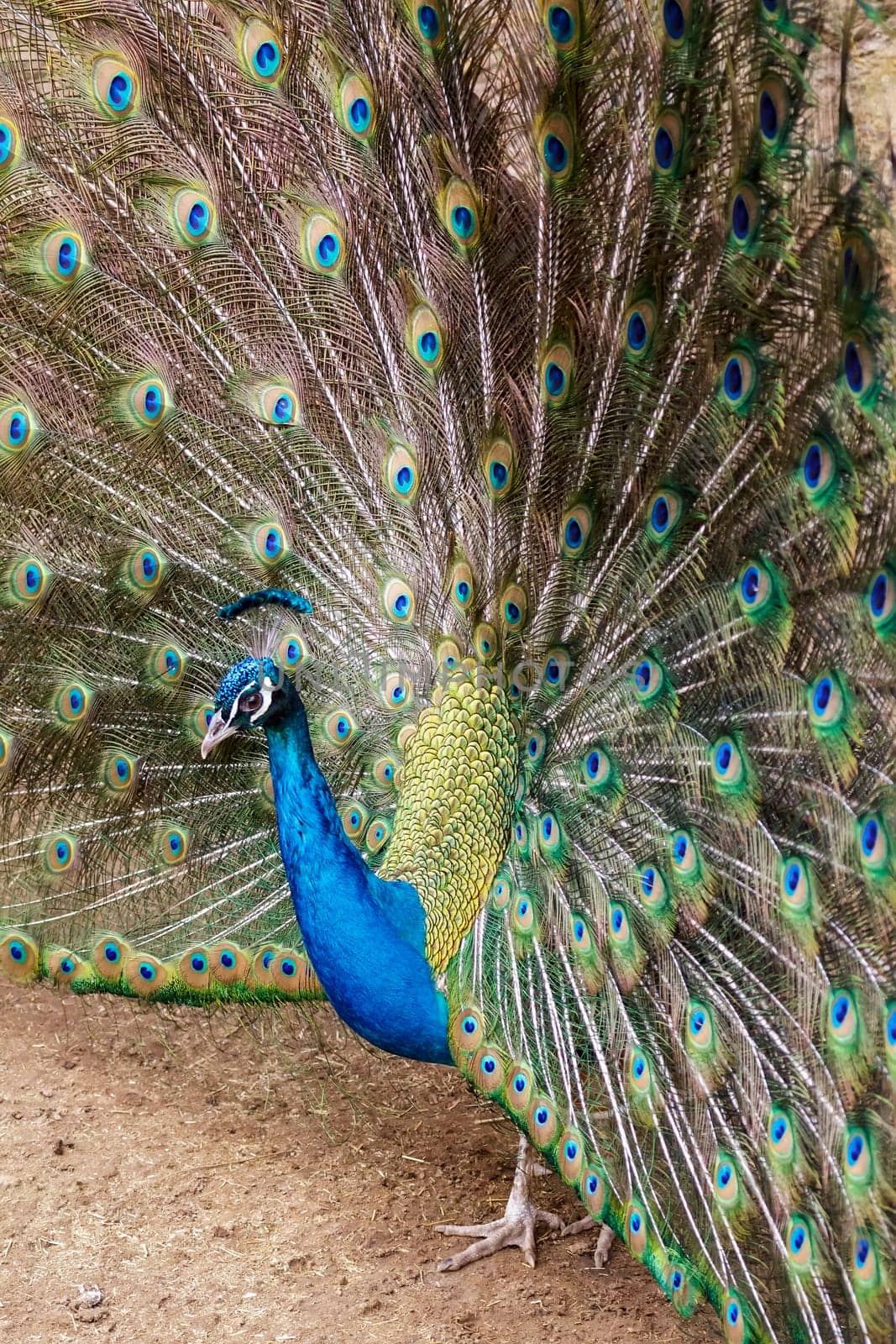 Peacock Male at the time of opening the feathers.