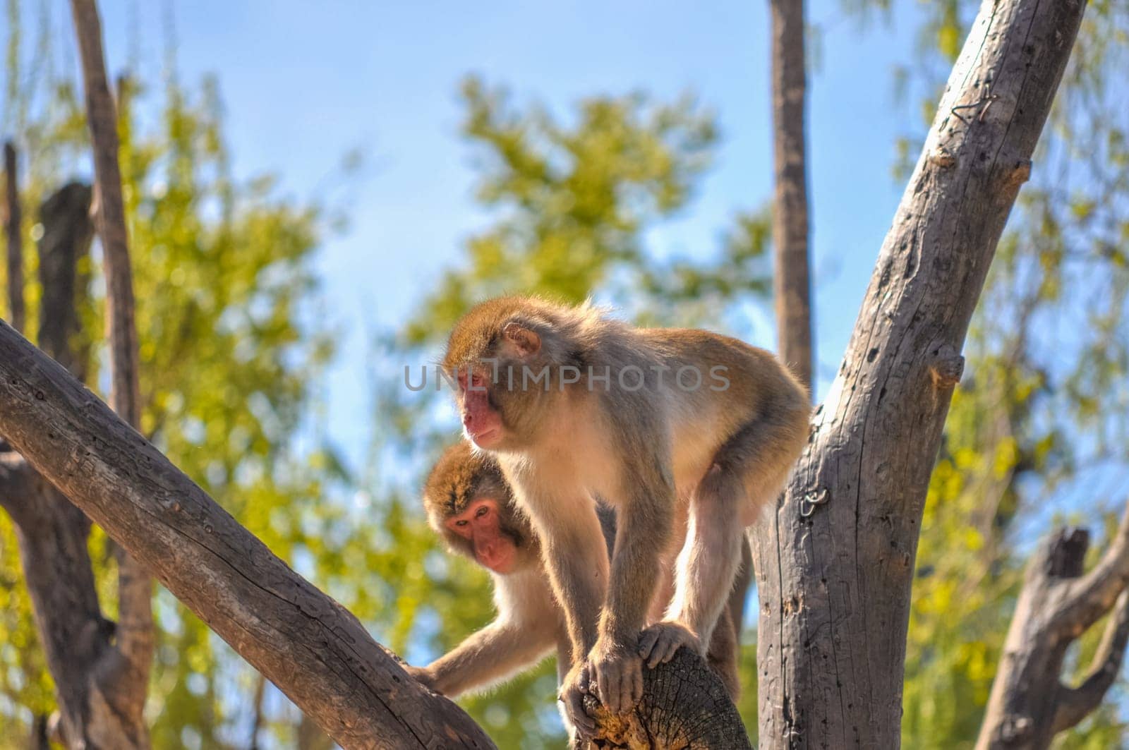 Japanese Macaque (Macaca fuscata), aka Snow Monkey