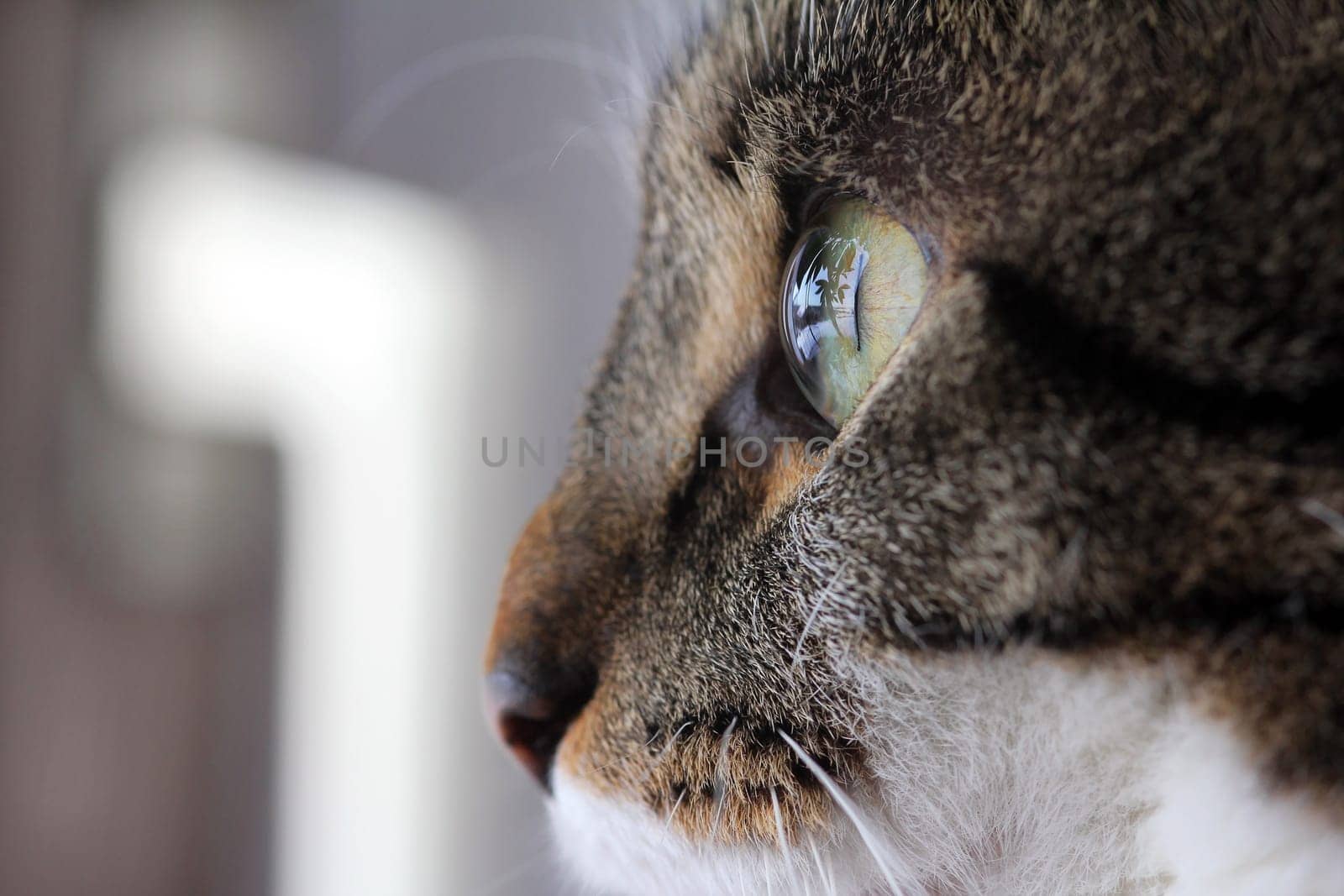 Close-up of a cat's eye from the side