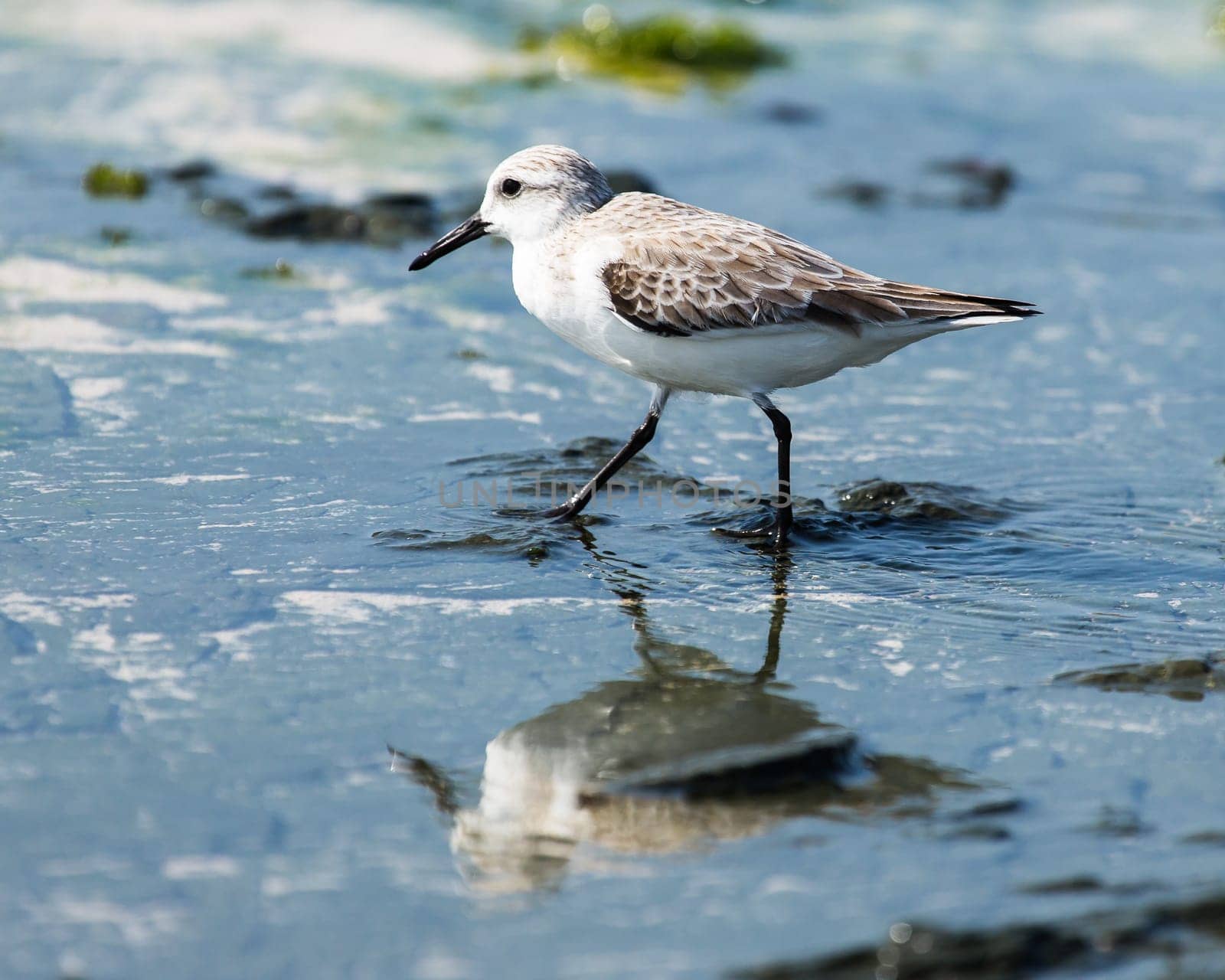 Sandpiper by the sea