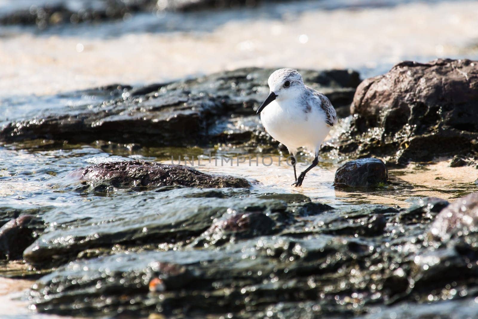 Sandpiper by the sea