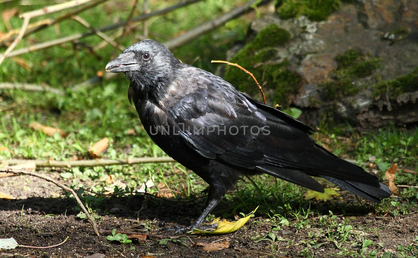 Jackdaw