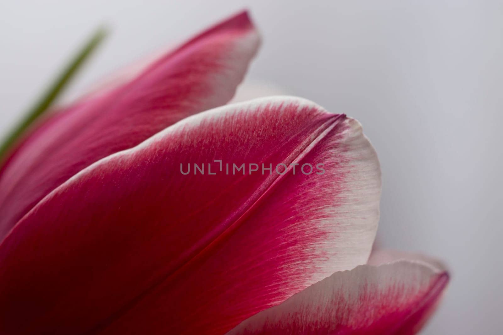 Tulip